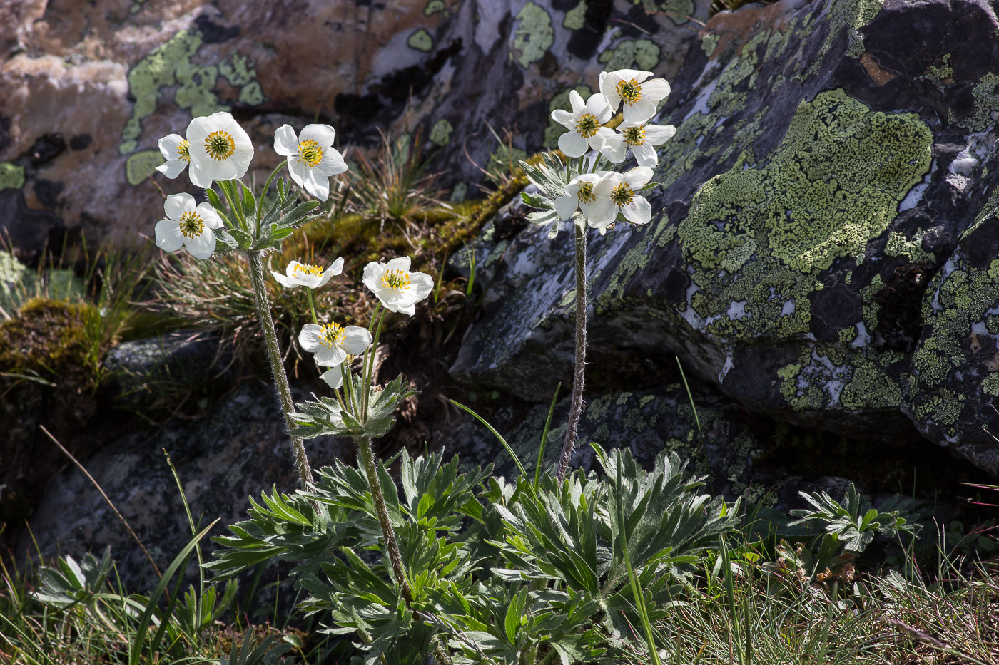 Image of Anemonastrum biarmiense specimen.