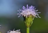 Ageratum conyzoides. Соцветие-корзинка. Вьетнам, пров. Кханьхоа, южные окр. г. Нячанг, р-н пляжа Бай Дай (Бай Зай), залежь. 12.03.2025.