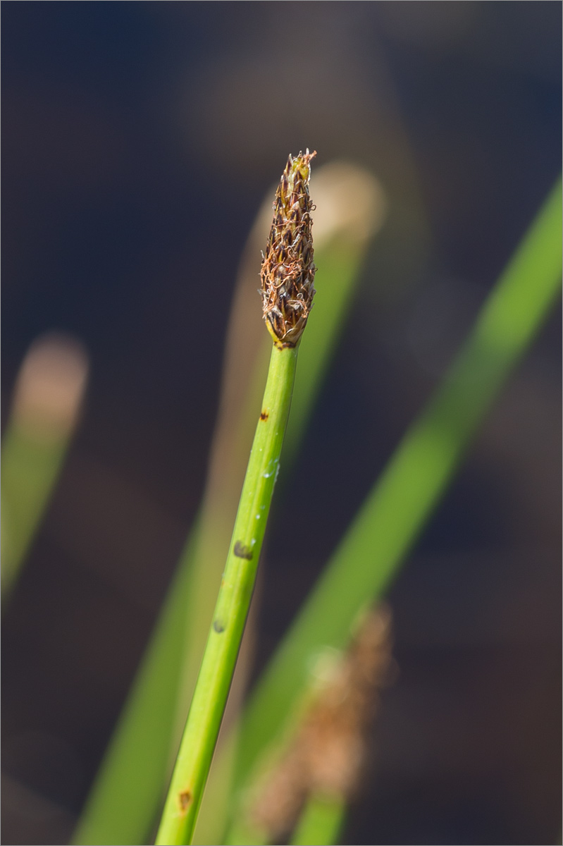 Image of Eleocharis palustris specimen.