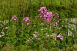 Phlox paniculata