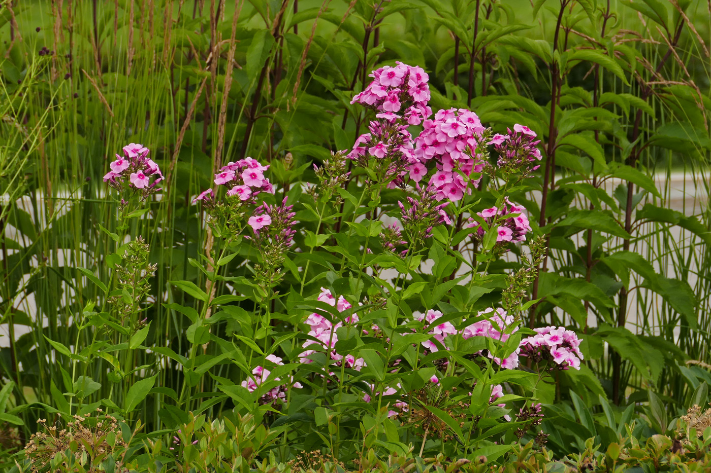 Изображение особи Phlox paniculata.
