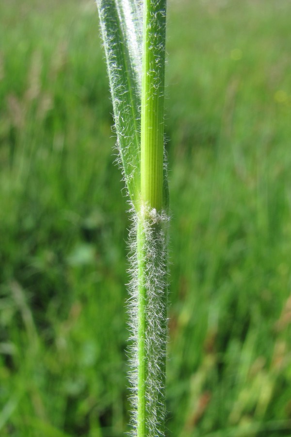 Image of Carex hirta specimen.