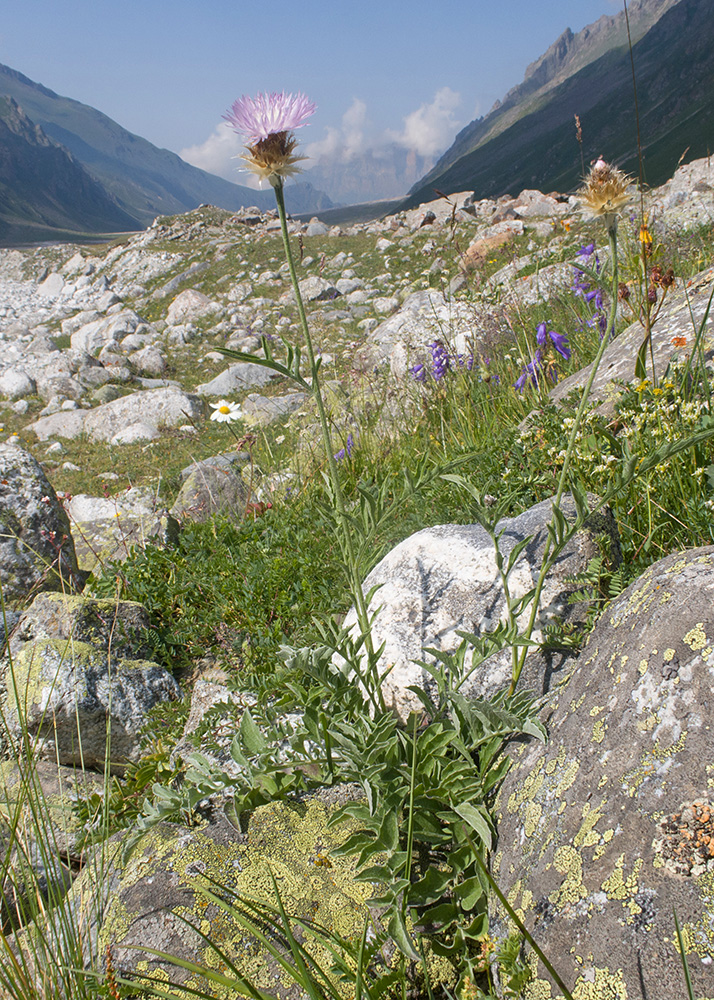 Image of Psephellus caucasicus specimen.