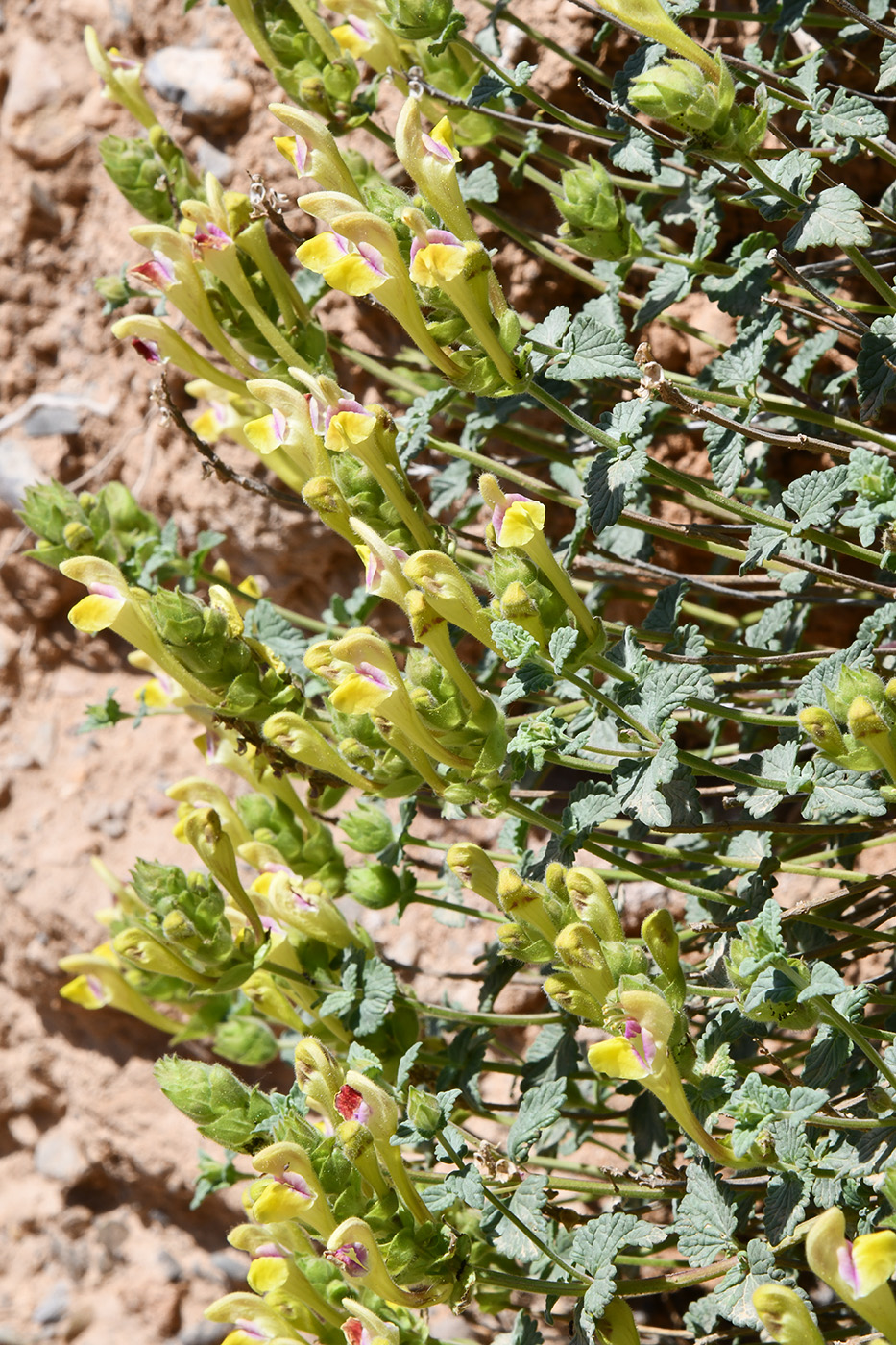 Image of Scutellaria adenostegia specimen.