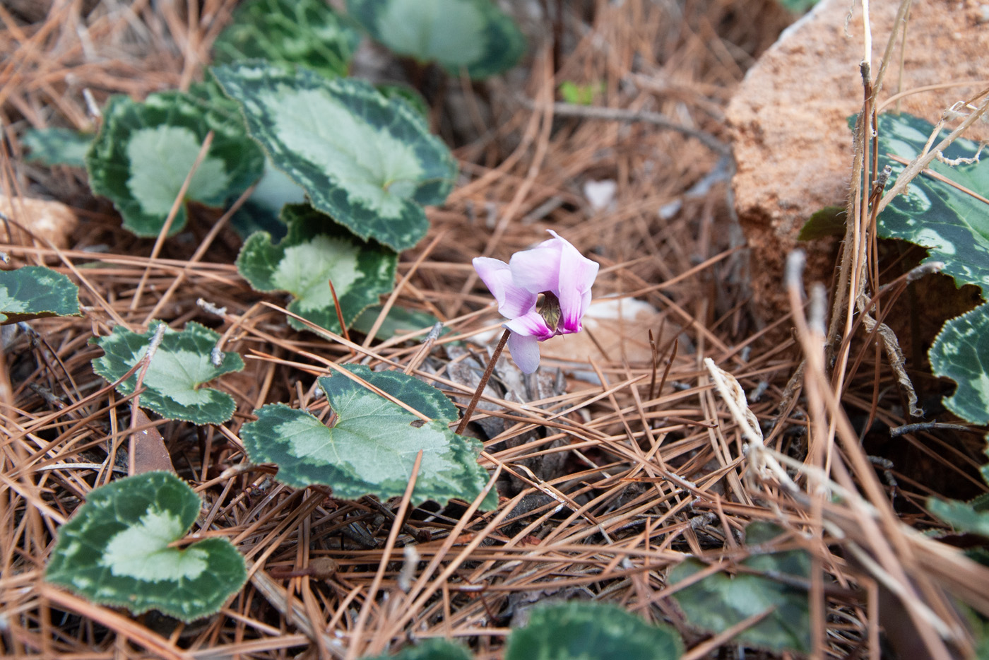Image of Cyclamen maritimum specimen.
