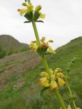 Phlomoides kaufmanniana