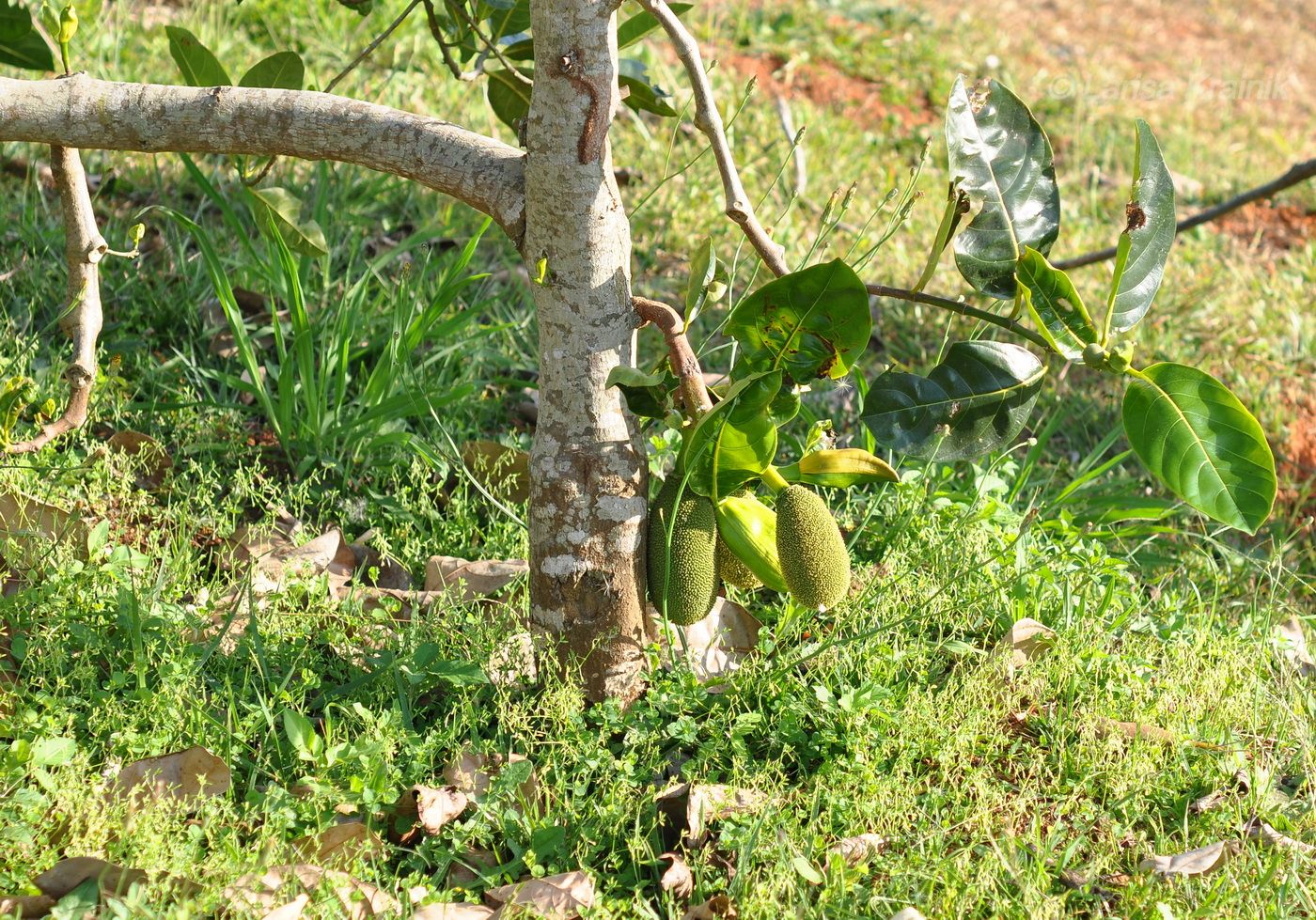 Image of Artocarpus heterophyllus specimen.