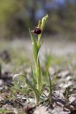 Ophrys mammosa. Зацветающее растение. Крым, Севастополь, окр. с. Терновка, опушка искусственного соснового леса. 28.04.2026.