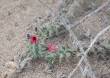 Echium angustifolium. Соцветия. Турция, пров. Анталья, р-н Демре, окр. г. Демре, пляж Чайагзы (Çayağzı Plajı), зарастающие дюны. 06.01.2026.