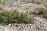 Смотреть изображение Erodium stephanianum