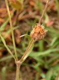 Melandrium astrachanicum
