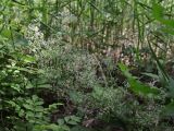 Galium mollugo. Цветущие побеги. Крым, Севастополь, берег р. Сухая, лиственный лес. 12.06.2026.