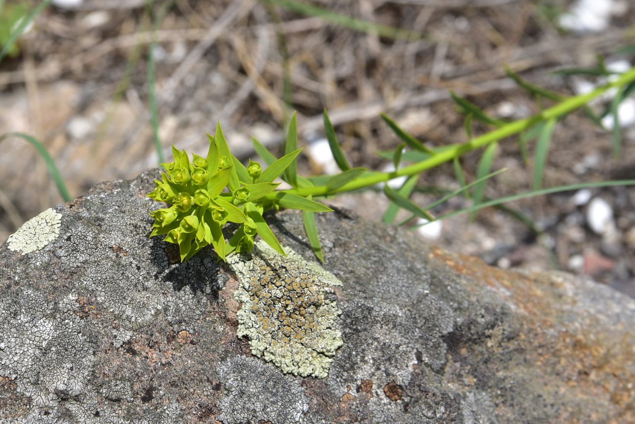 Image of Unknown species specimen.