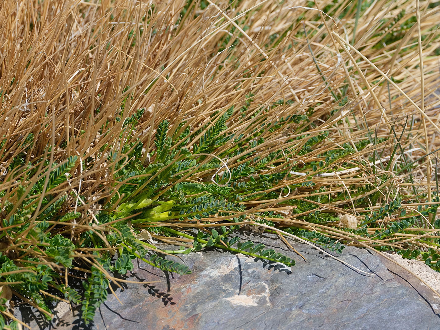 Image of Astragalus olgae specimen.