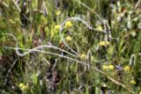 Stipa kirghisorum. Верхушка колоса. Кыргызстан, Чуйская обл., Жайылский р-н, Сусамырская дол., ок. 5 км к СВ от с. Кожомкул. ок. 2300 м н.у.м., каменистый склон, разнотравное сообщество. 06.07.2026.