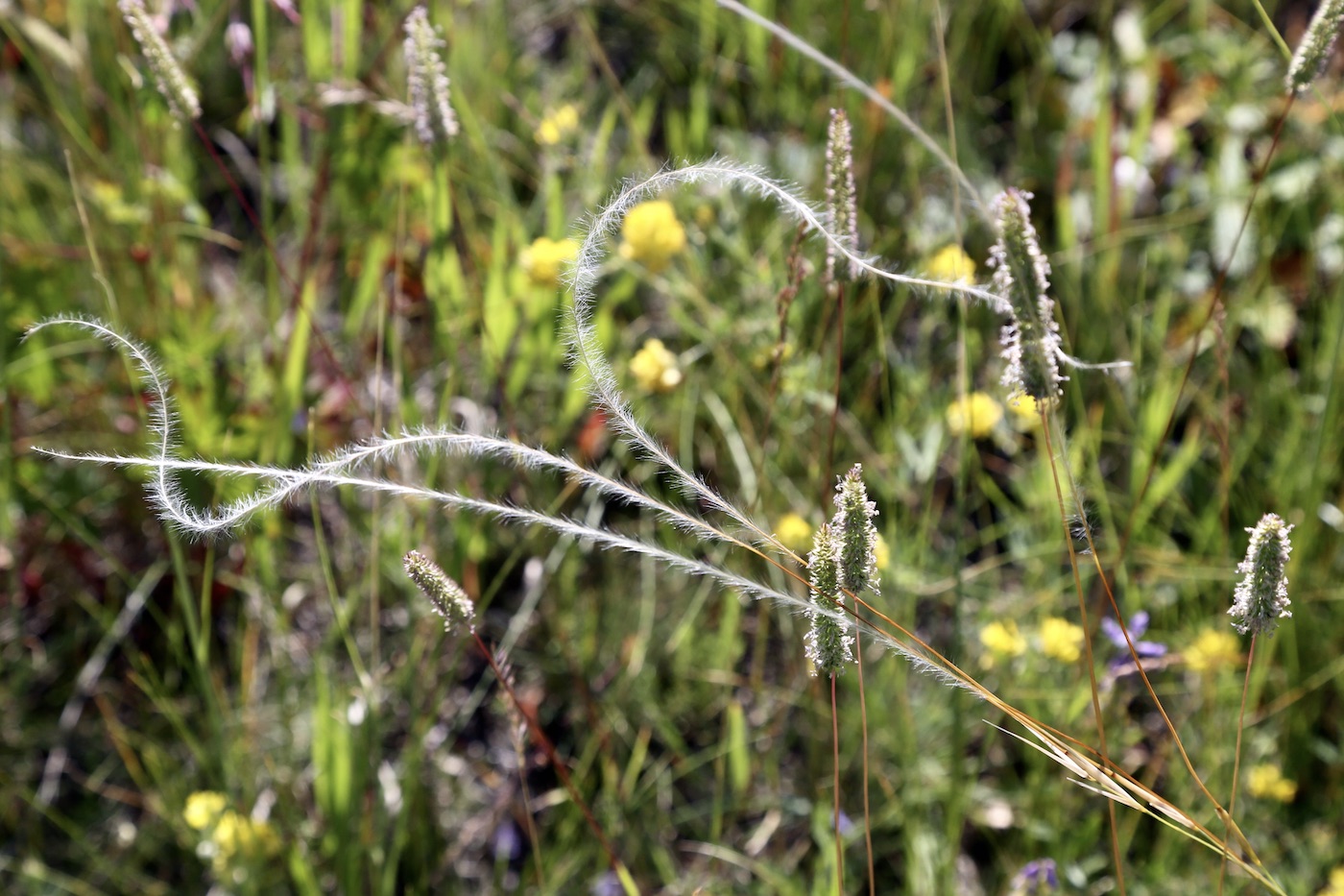 Image of Stipa kirghisorum specimen.