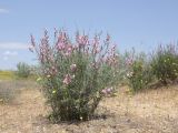 Astragalus astrachanicus