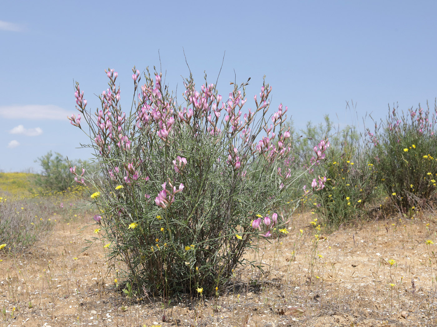 Image of Astragalus astrachanicus specimen.