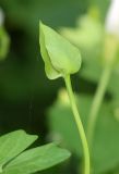 Calystegia sepium. Развивающийся бутон. Узбекистан, г. Ташкент, Ботанический сад им. Ф.Н. Русанова, в культуре. 25.07.2026.