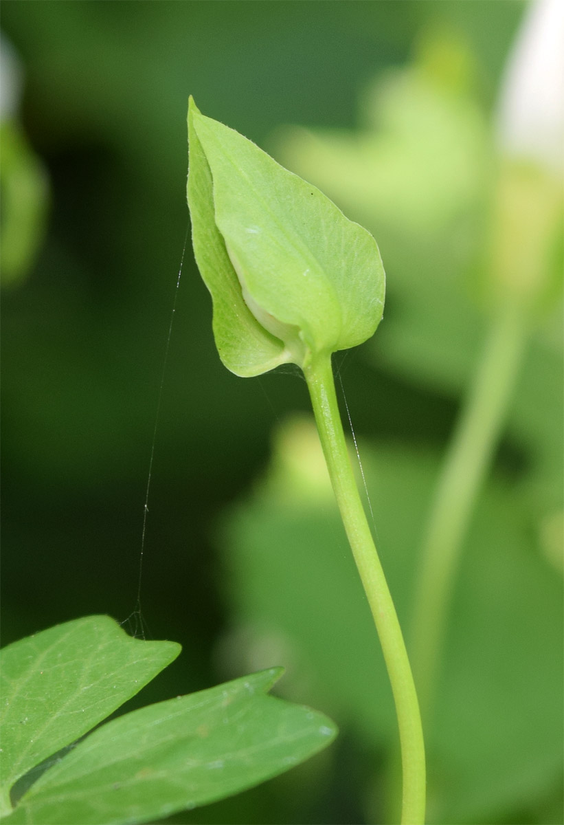 Image of Calystegia sepium specimen.