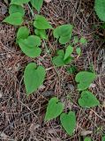 Rubia cordifolia. Часть побега с формирующимися соцветиями. Китай, пров. Шэньси, национальный парк \"Хуашань\", ≈ 2000 м н.у.м., хвойный лес. 02.06.2025.