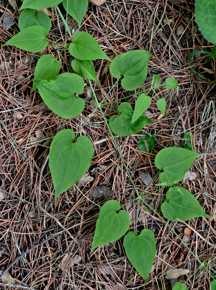 Image of Rubia cordifolia specimen.
