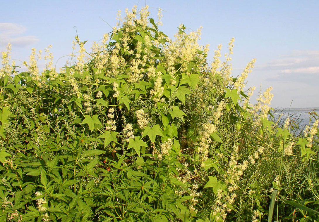 Изображение особи Echinocystis lobata.