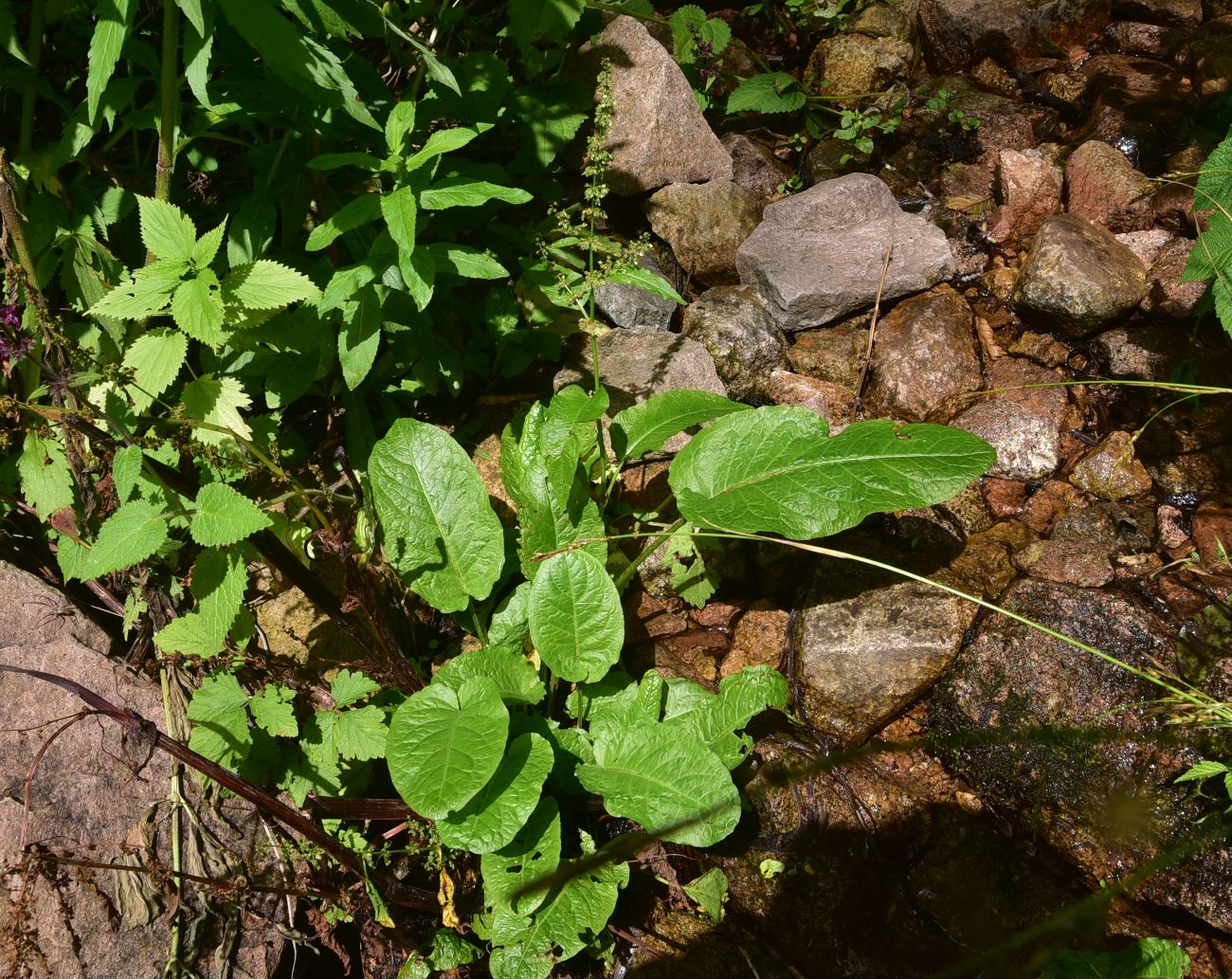 Image of genus Rumex specimen.