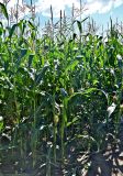Zea mays. Цветущие растения. Московская обл., гор. округ Серпухов, дол. р. Протва, в культуре. 09.08.2026.