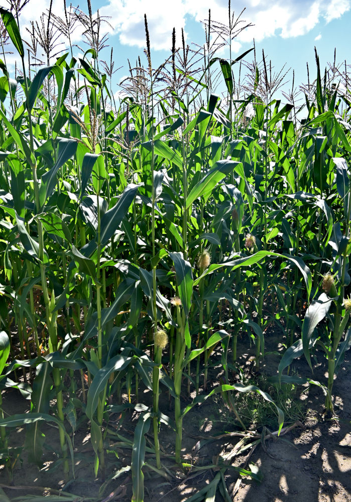 Изображение особи Zea mays.