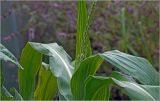 Zea mays. Верхушка растения с молодыми листьями и формирующимся мужским соцветием. Московская обл., Раменский р-н, окр. дер. Хрипань, садовый участок. 30.07.2026.
