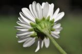 genus Bellis. Соцветие (вид со стороны обёртки). Санкт-Петербург, Ботанический сад Петра Великого, газон. 27.08.2026.