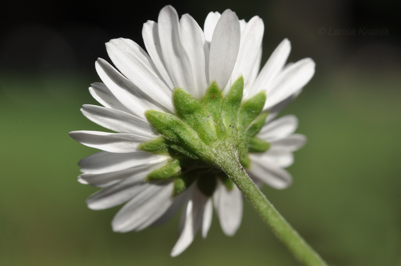 Image of genus Bellis specimen.