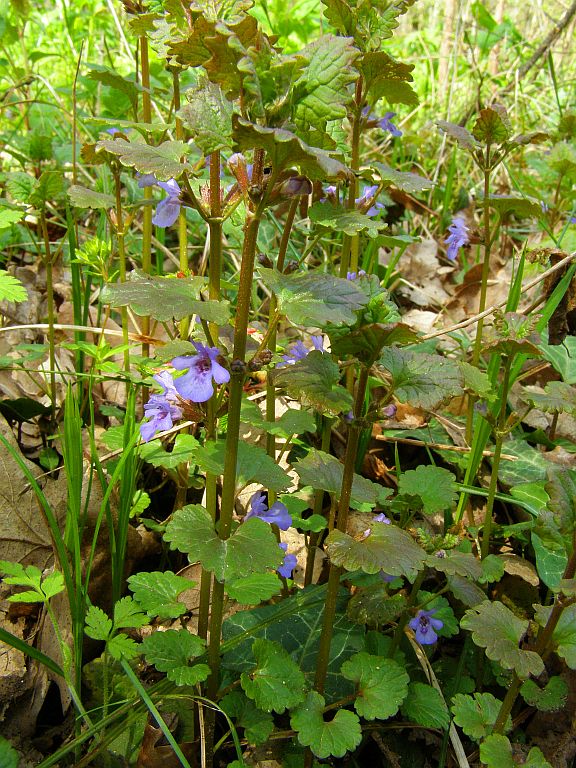 Изображение особи Glechoma hederacea.