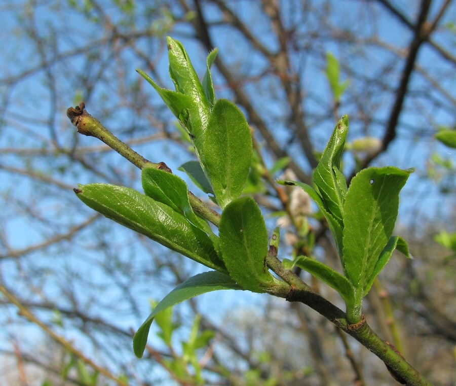 Image of Salix myrsinifolia specimen.