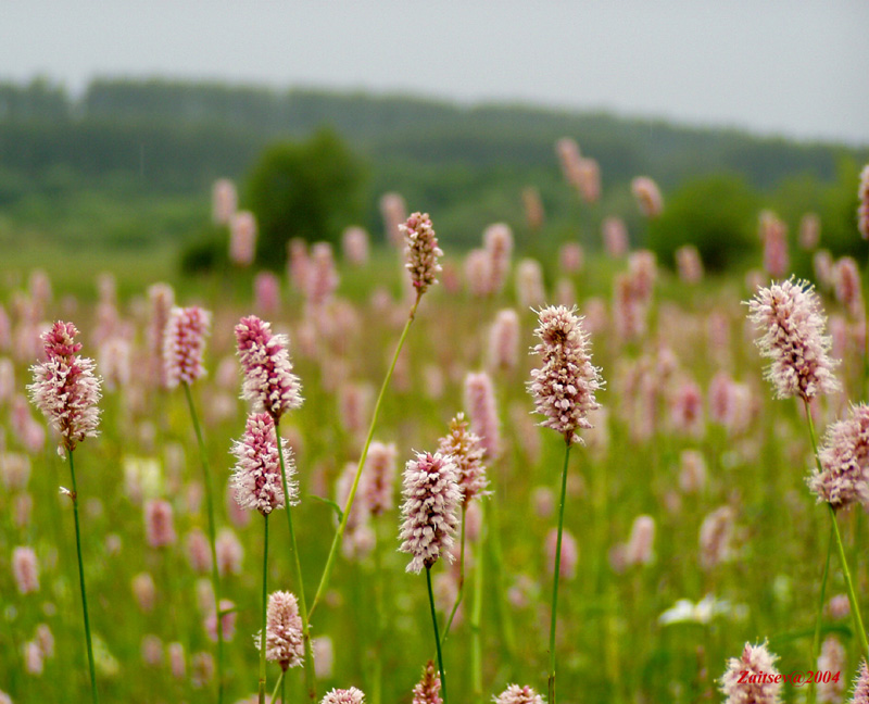 Изображение особи Bistorta officinalis.