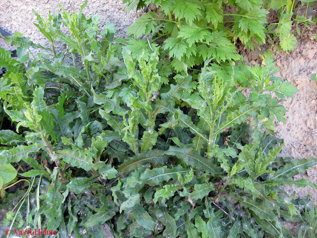 Image of Picris hieracioides specimen.