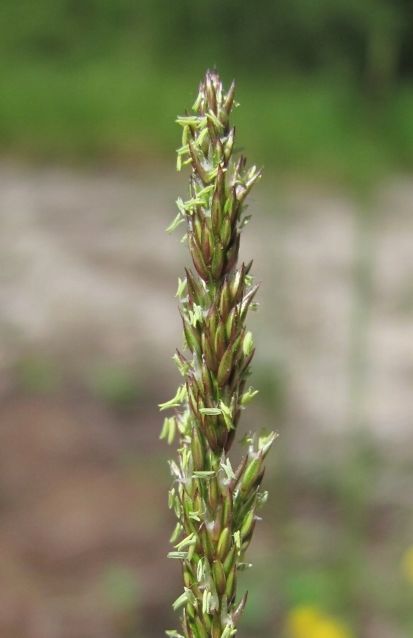 Изображение особи Agrostis stolonifera.