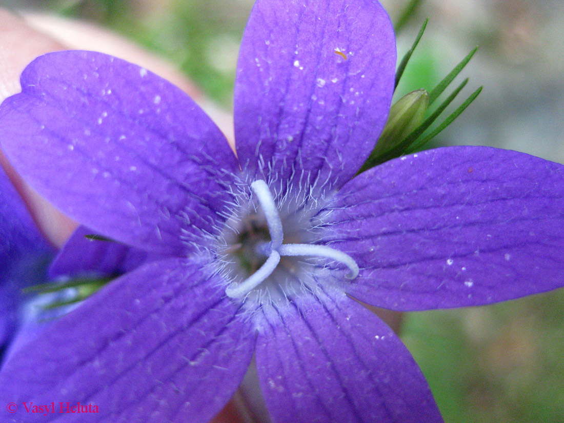 Изображение особи Campanula abietina.