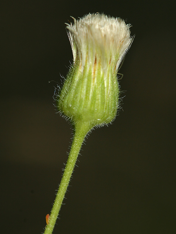 Image of Erigeron podolicus specimen.