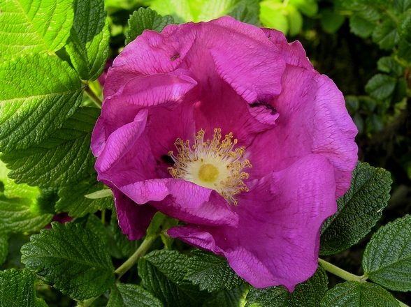 Image of Rosa rugosa specimen.