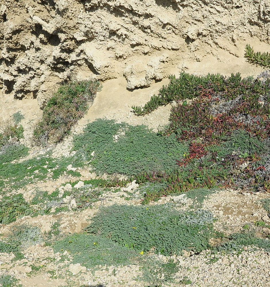 Image of Lotus creticus specimen.