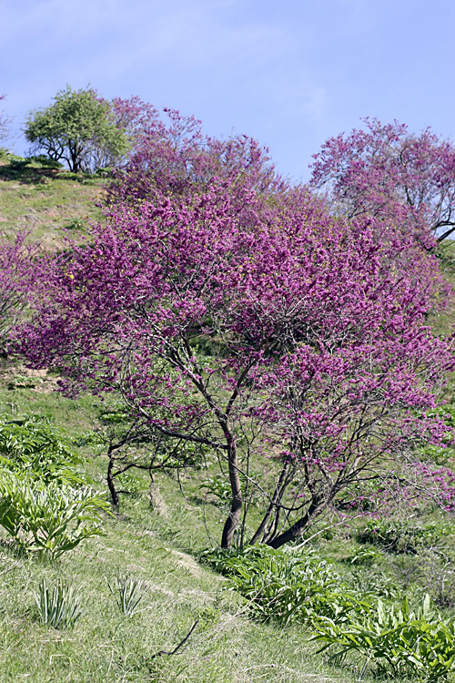 Image of Cercis griffithii specimen.