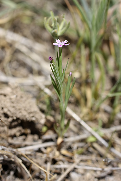 Image of Velezia rigida specimen.