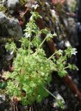 Saxifraga irrigua