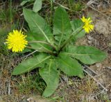 Taraxacum karatavicum. Цветущее растение. Казахстан, Кызылординская обл., Жанакорганский р-н, долина р. Бесарык. 29.04.2011.