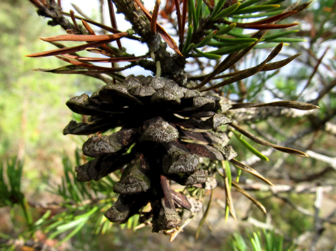 Image of genus Pinus specimen.