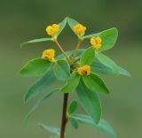 Euphorbia pachyrrhiza. Верхушка веточки с соцветиями. Казахстан, Алматинская обл., Райымбекский р-н, горы Кулуктау, перевал Кегеньский. 11.05.2011.