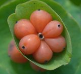 Lonicera caprifolium