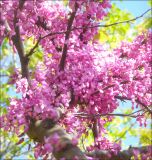 Cercis siliquastrum. Ветви с цветками. Черноморское побережье Кавказа, г. Геленджик, в культуре. 2 мая 2010 г.